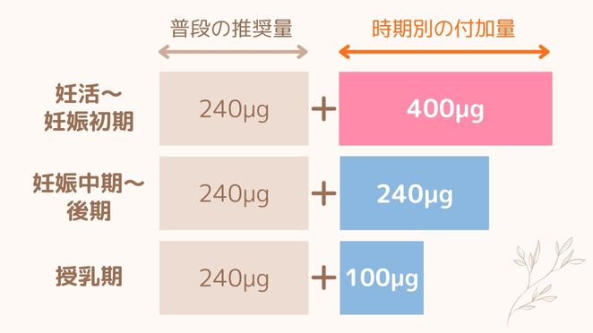 葉酸とは何ですか？